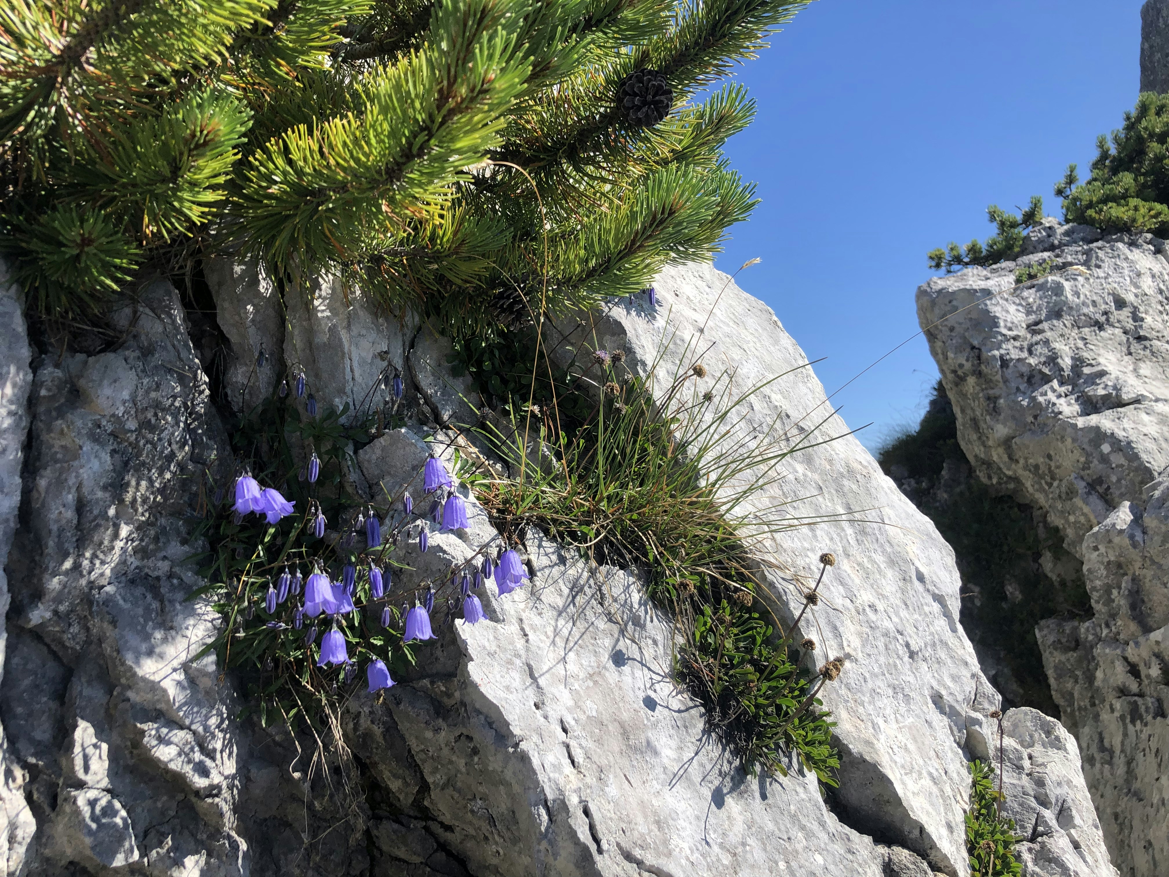 a group of flowers growing on a rock