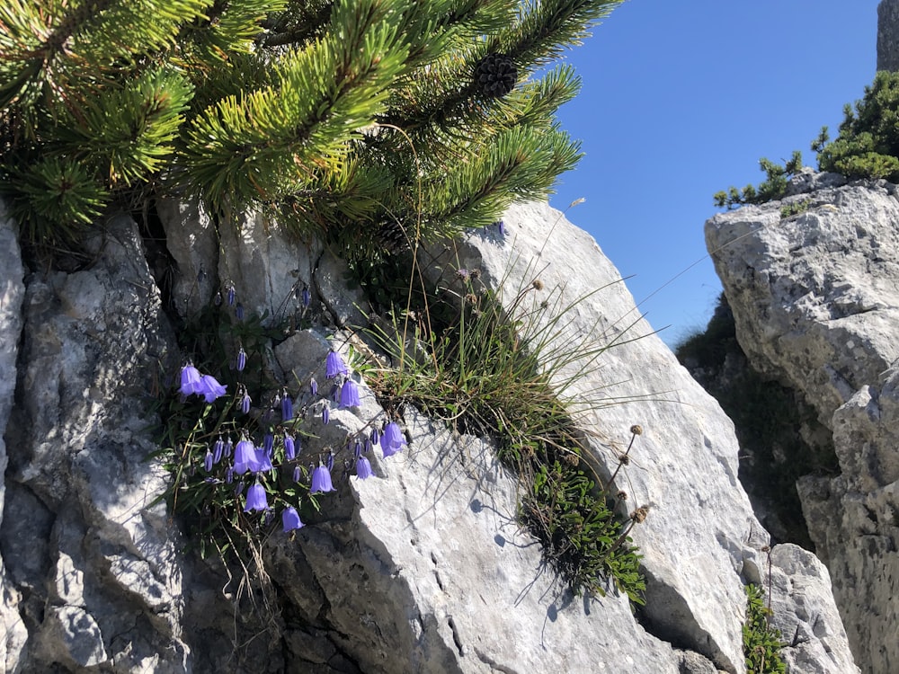 a group of flowers growing on a rock