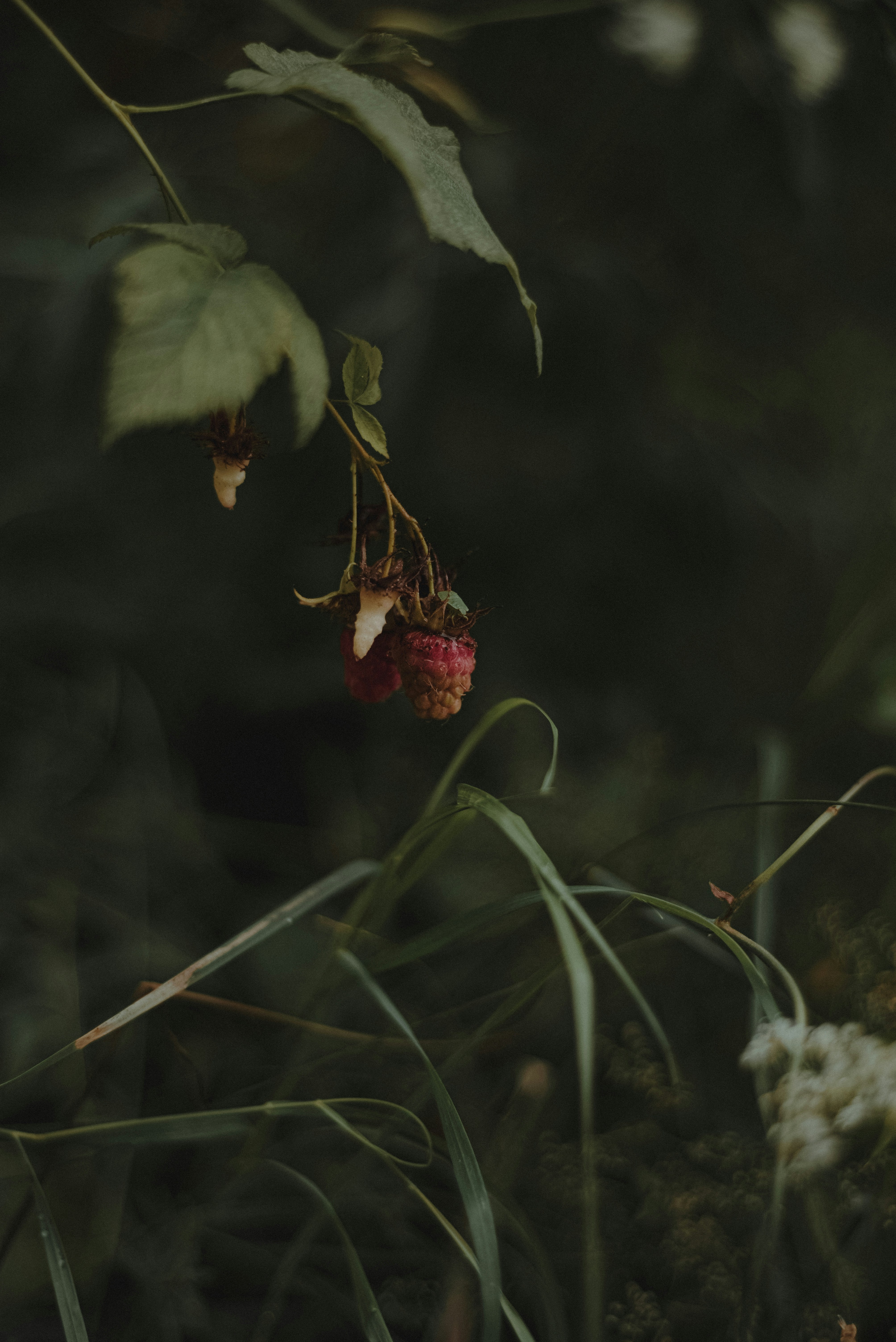 Photo by luniavis