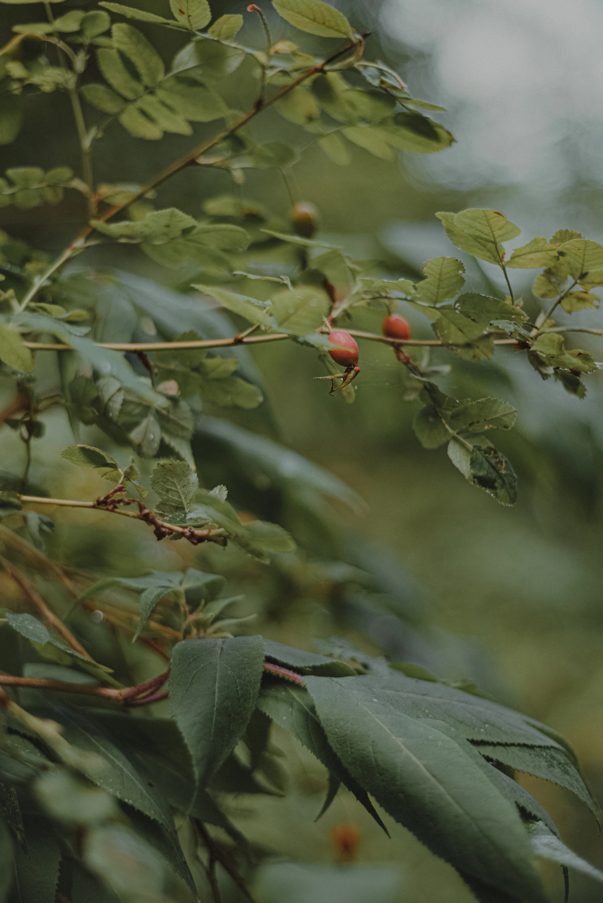 a close up of some berries