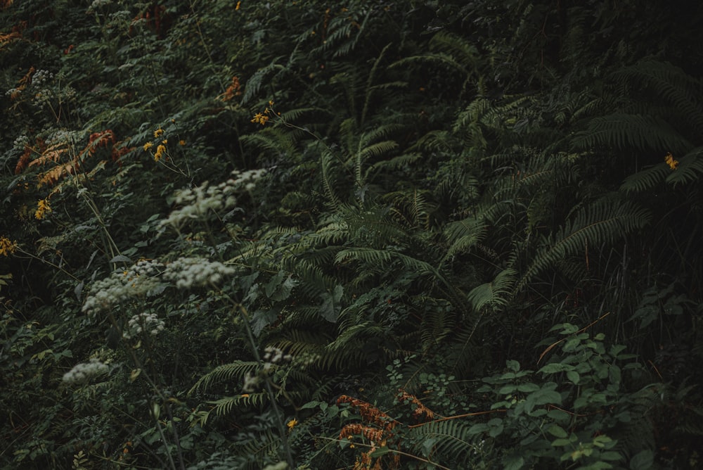 a close-up of some trees