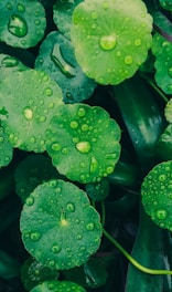a group of green leaves