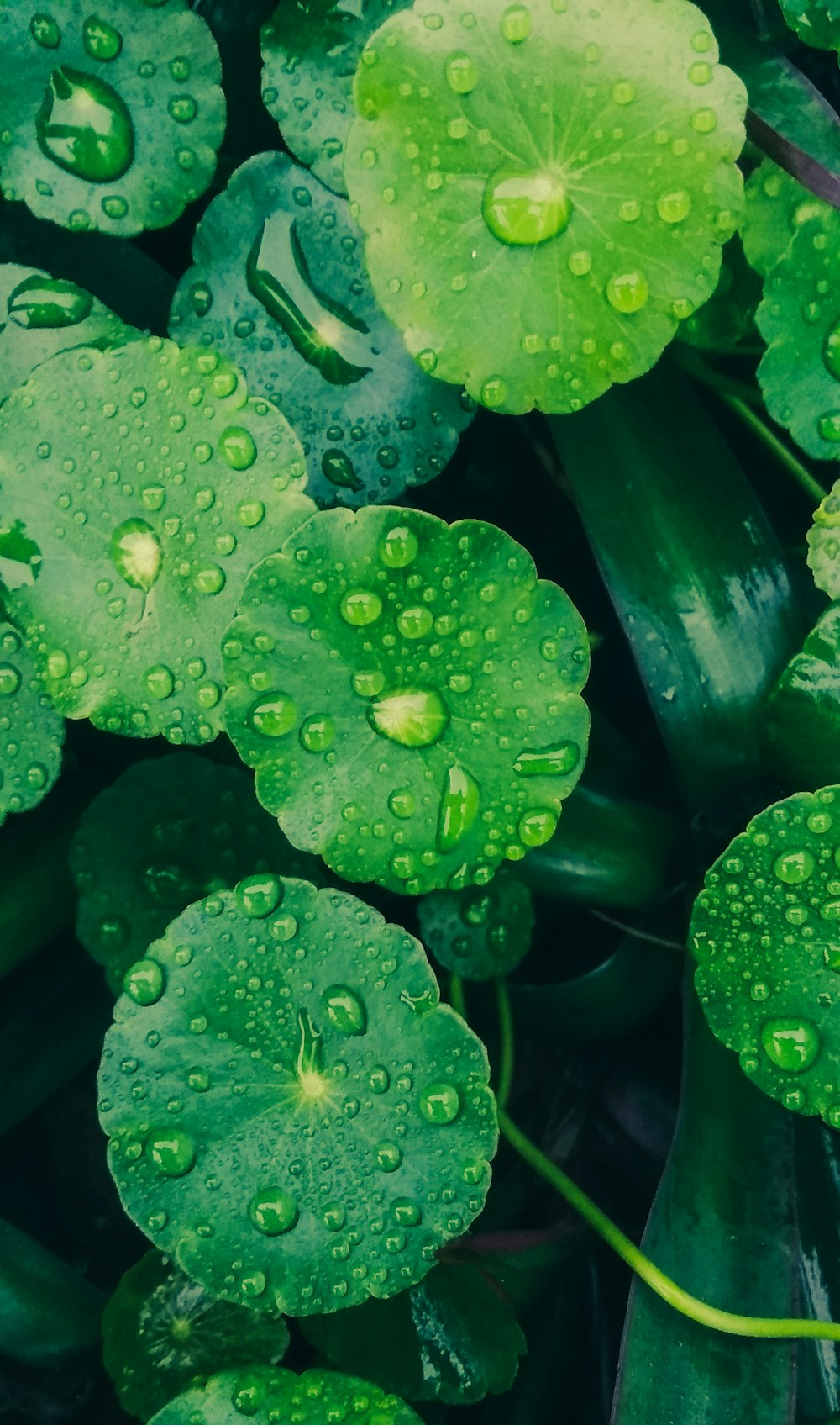 a group of green leaves