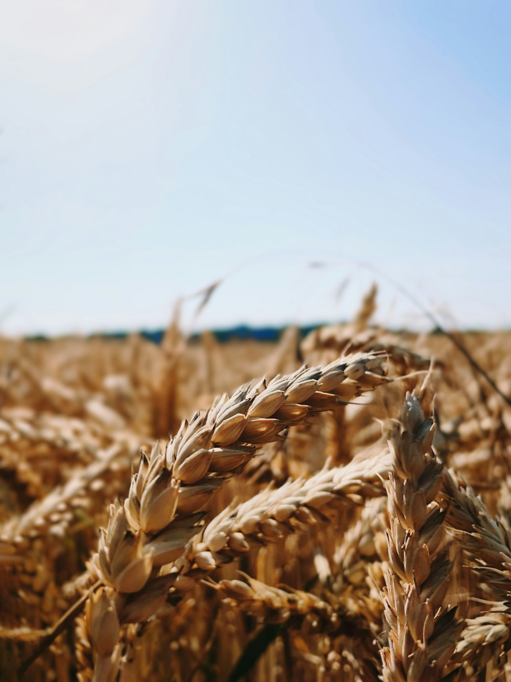 畑の小麦の接写