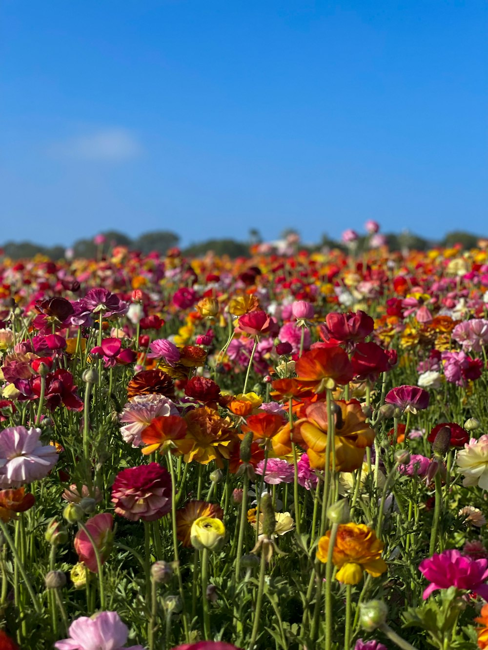 um campo de flores coloridas