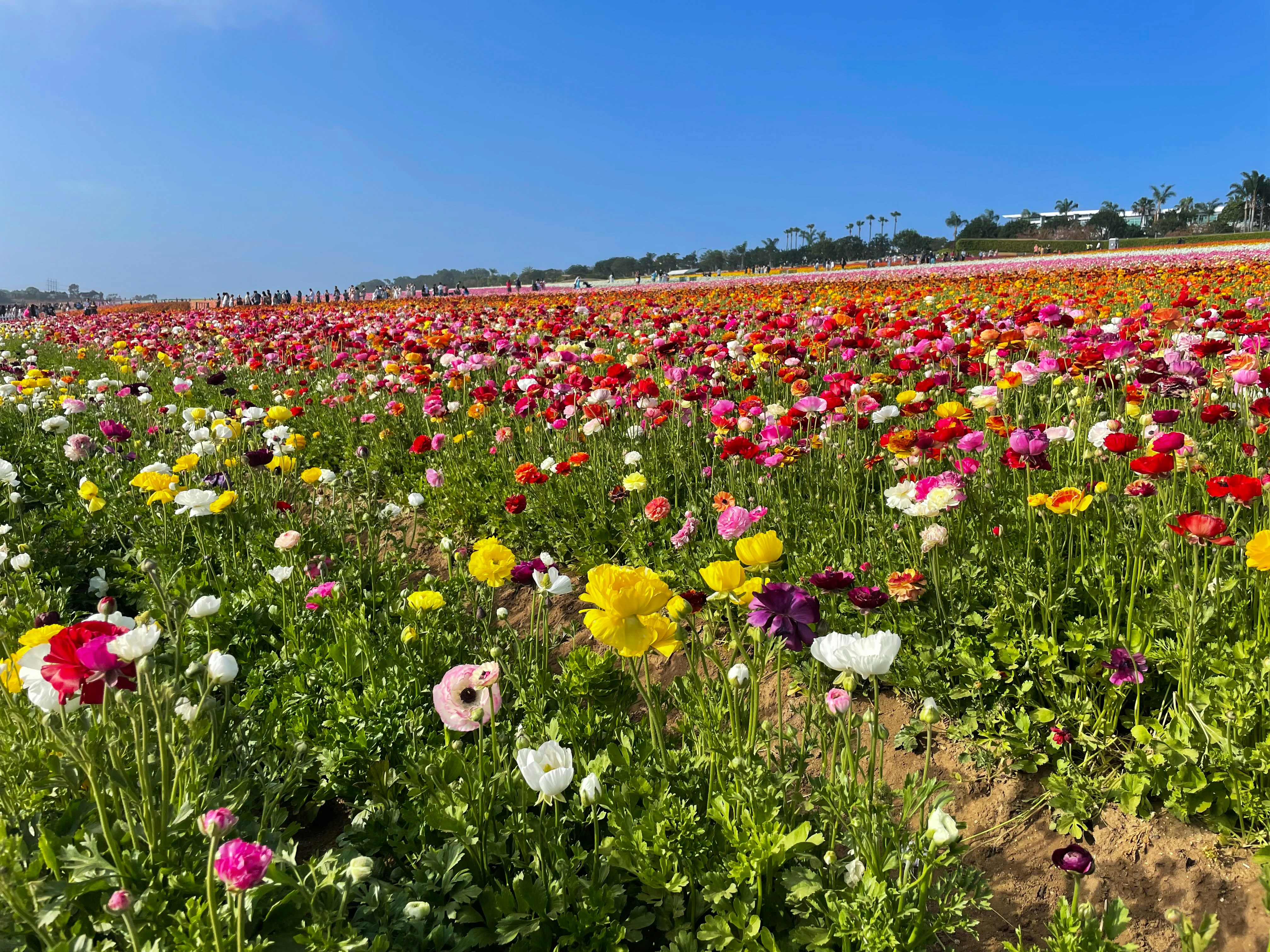 a field of colorful flowers