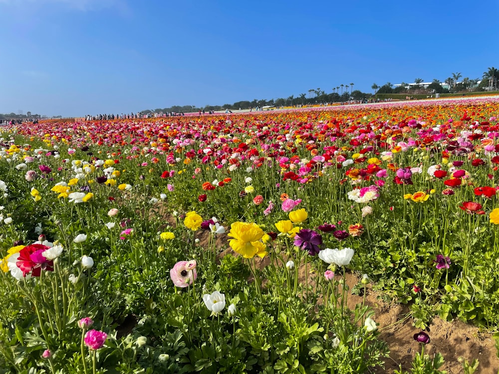 um campo de flores coloridas