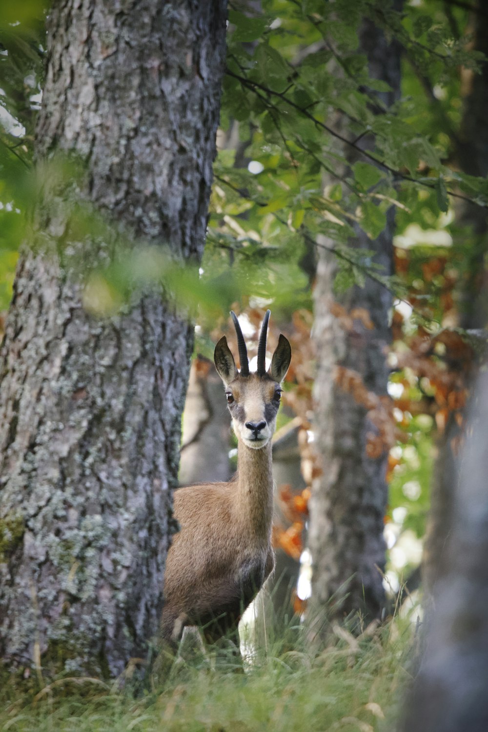 a deer standing next to a tree