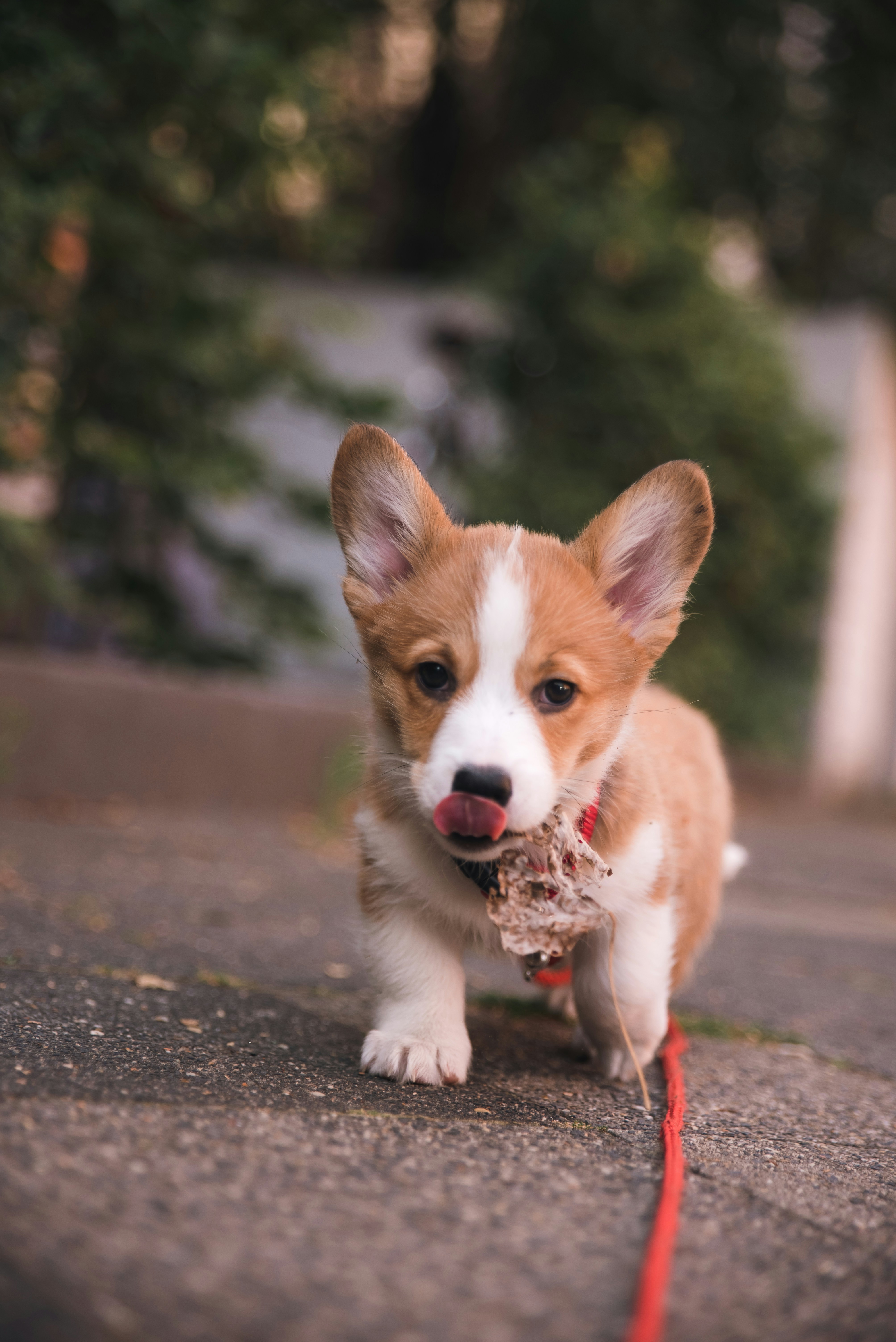 Top Dog Breeds for Young Adults