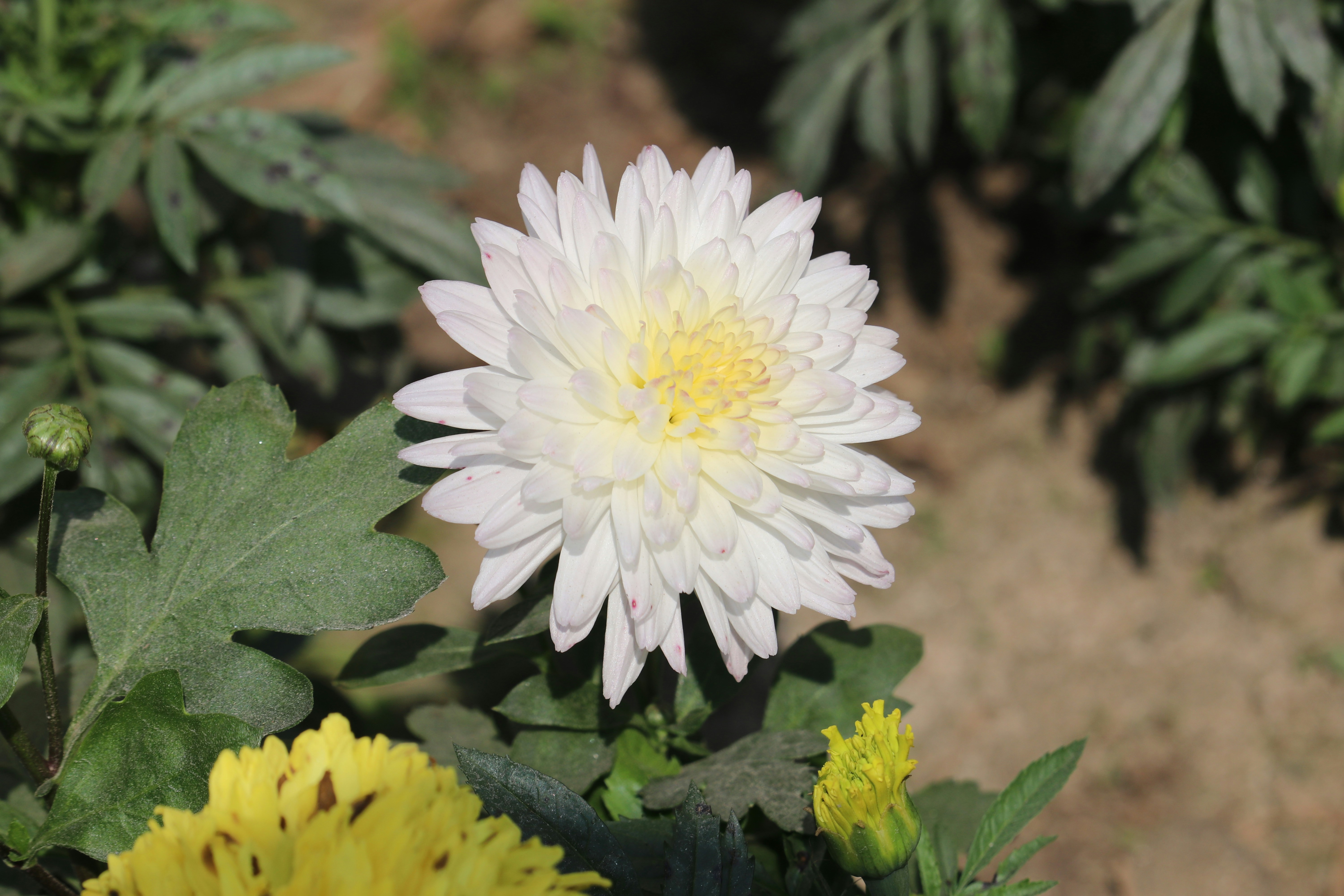a white flower with yellow center