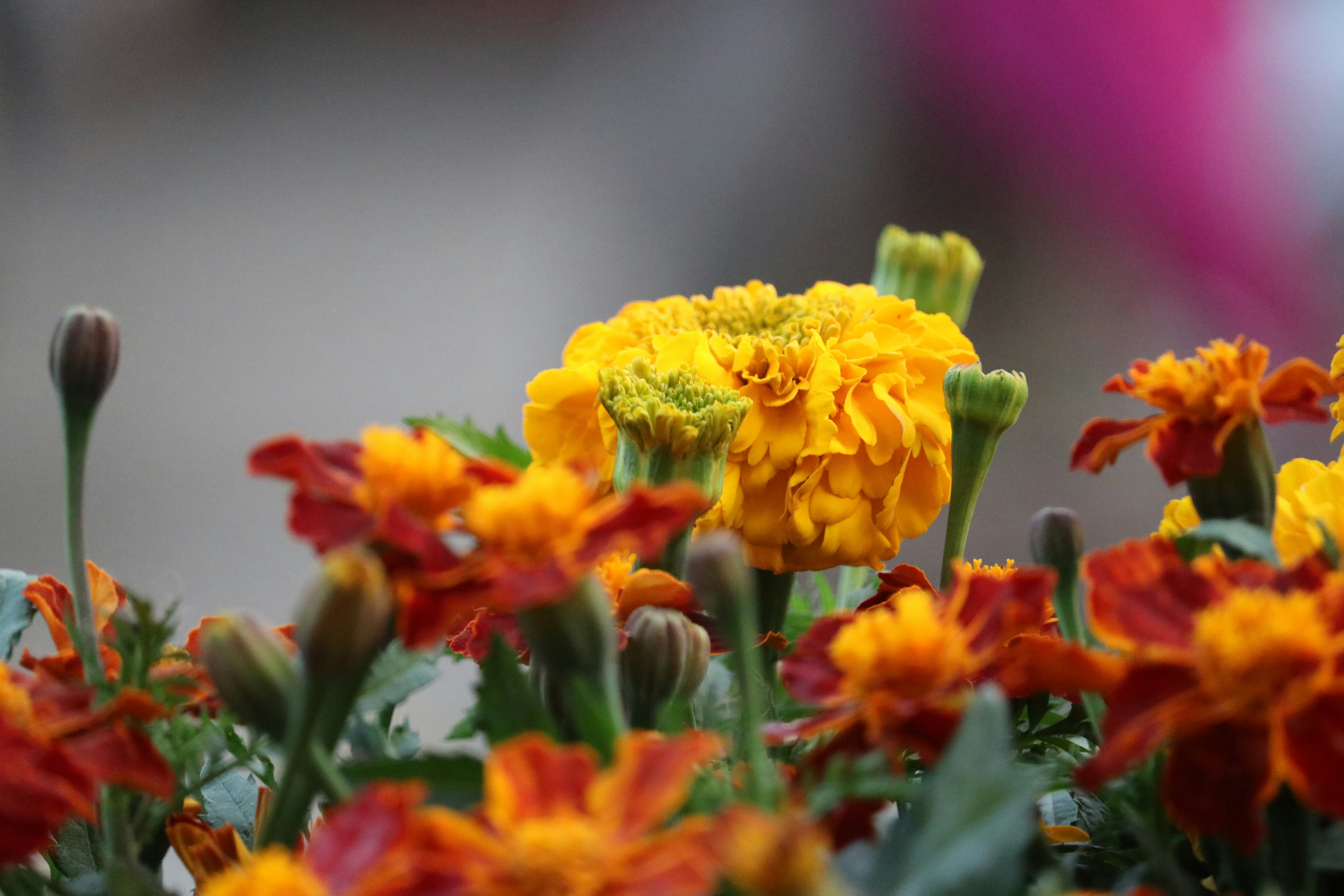 Photo by photographer_shuvo