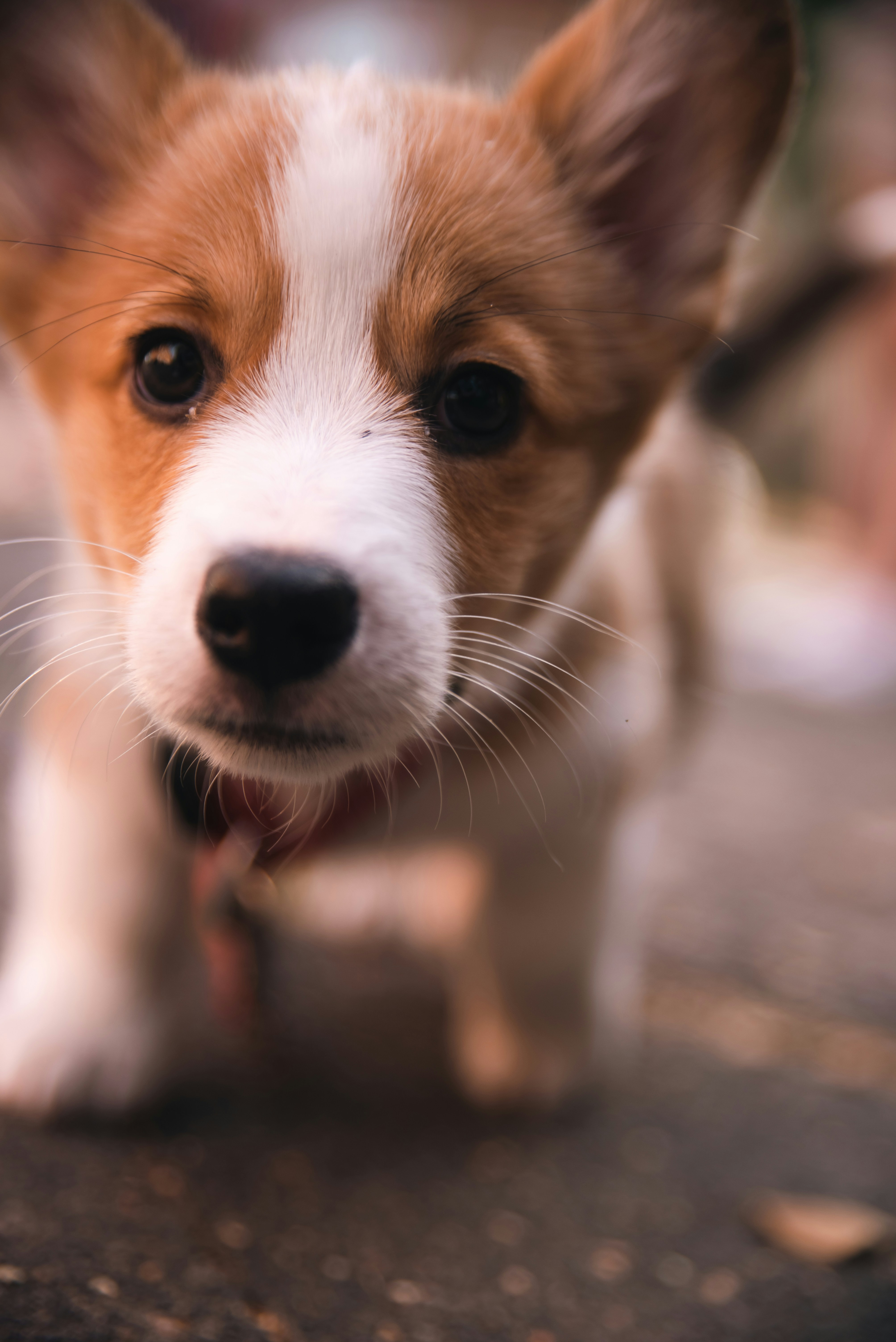 The luxurious lifestyle of the Queen's Corgis