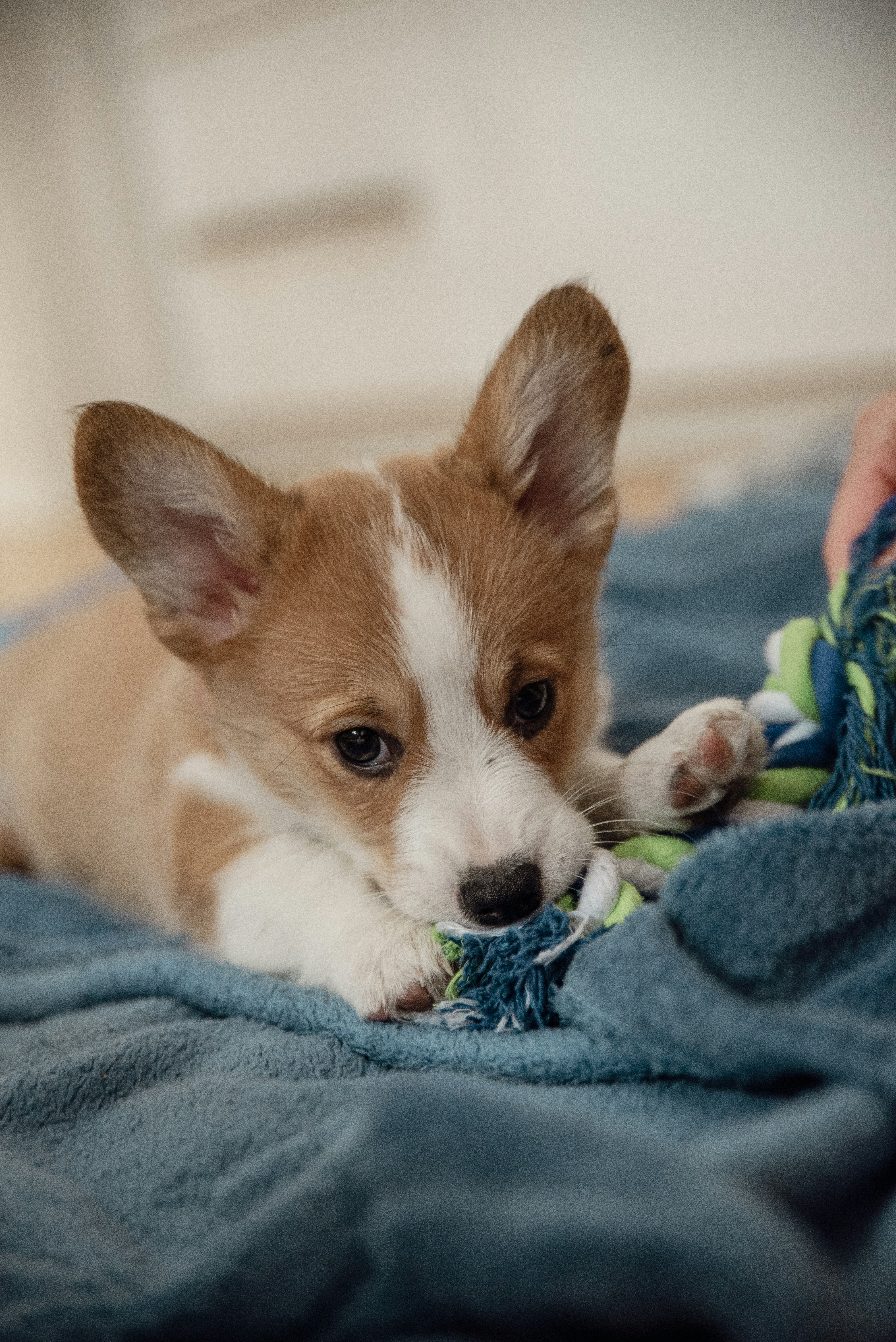 Pembroke Welsh Corgis