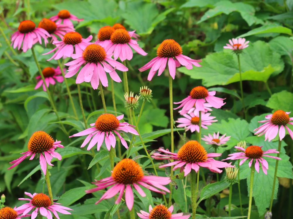 a group of pink flowers