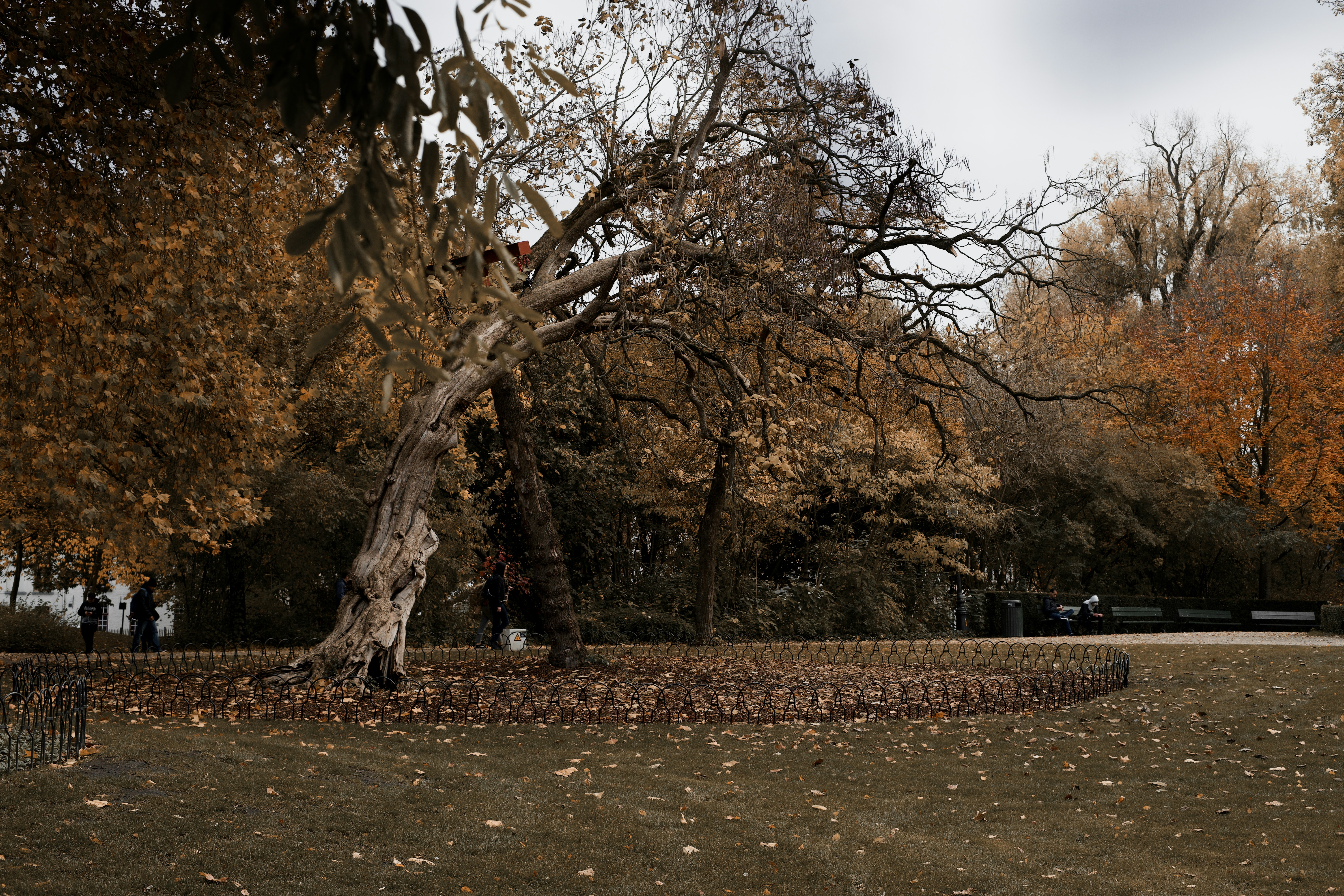 Un árbol con muchas hojas