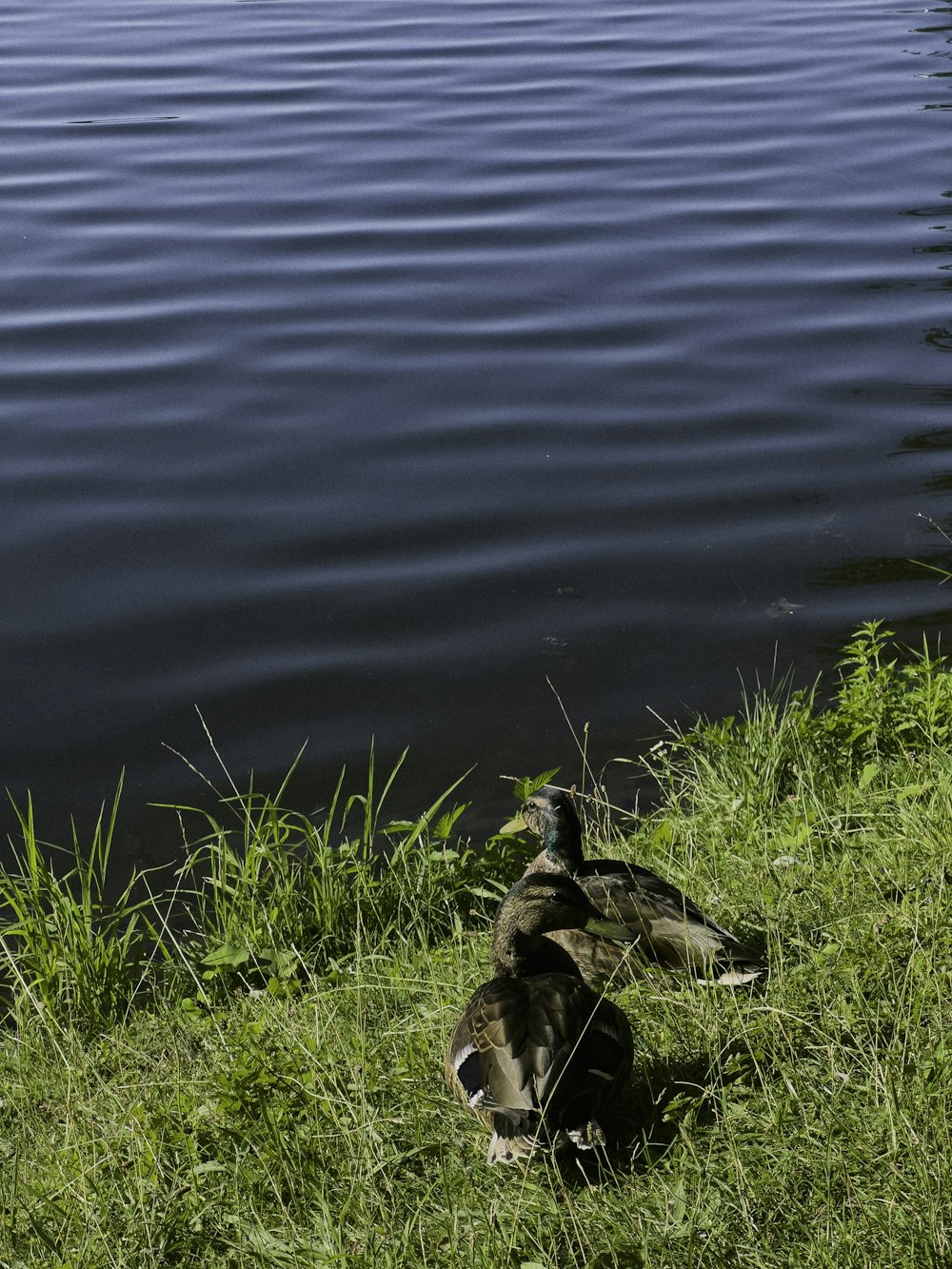 a couple of turtles by the water