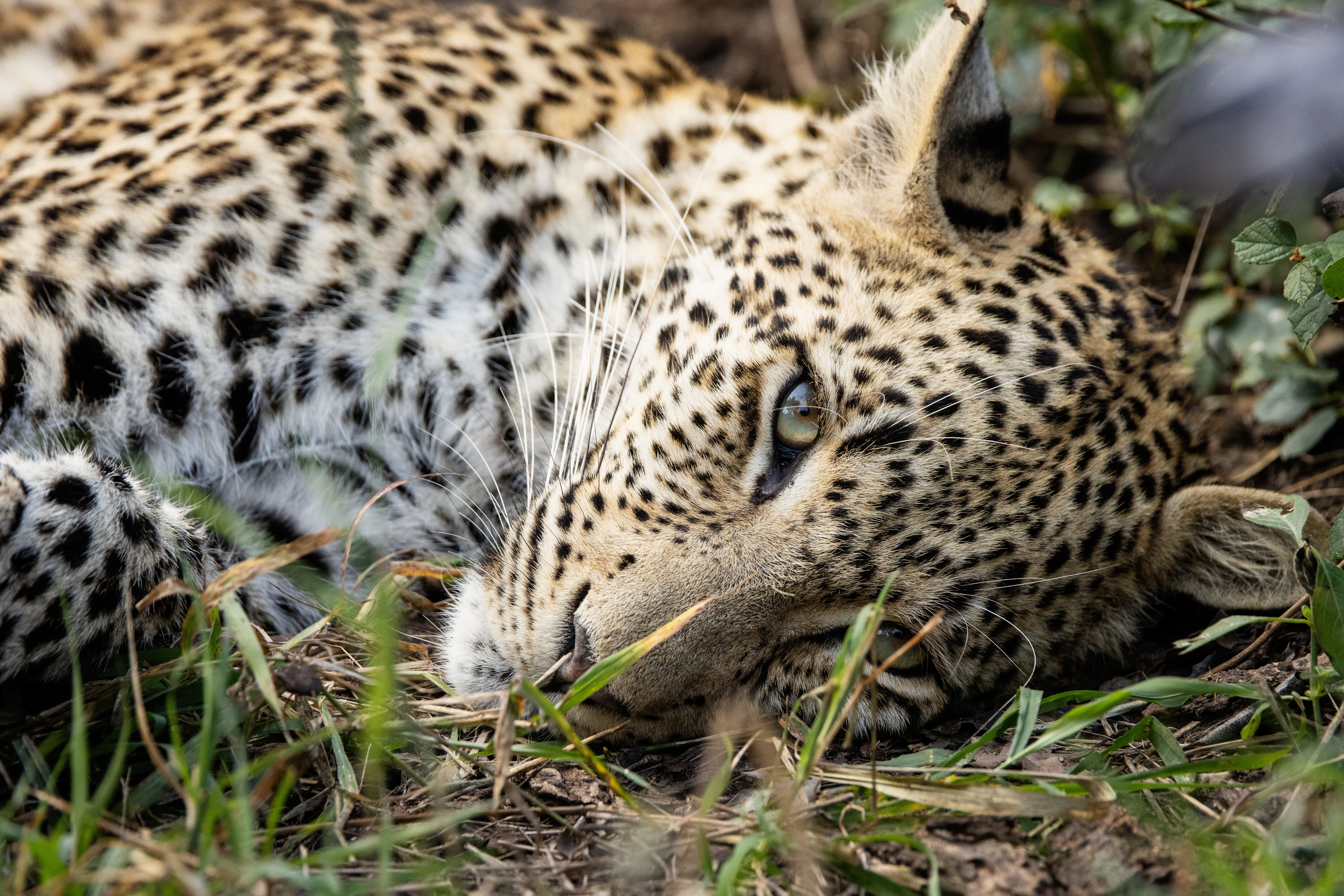 Leopardas ilsisi žolėje Sabi Sando rezervate