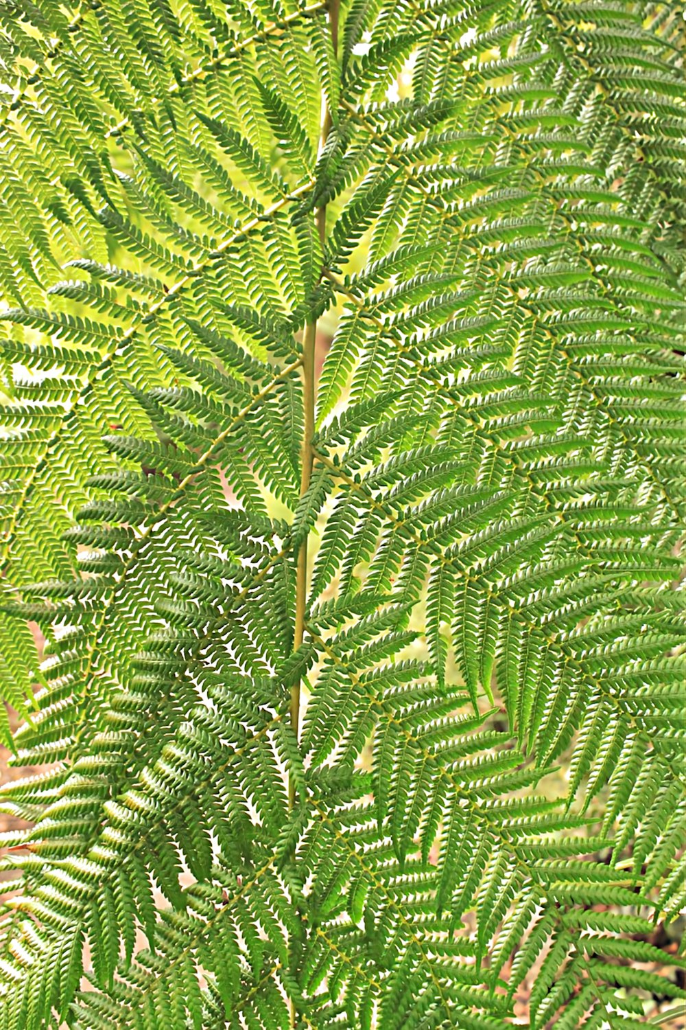 a close up of a tree