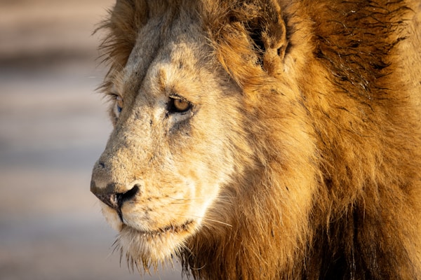 Safari in Sabi Sands Private Reserve