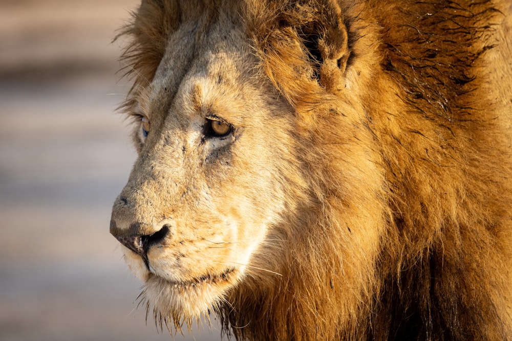 a lion looking at the camera