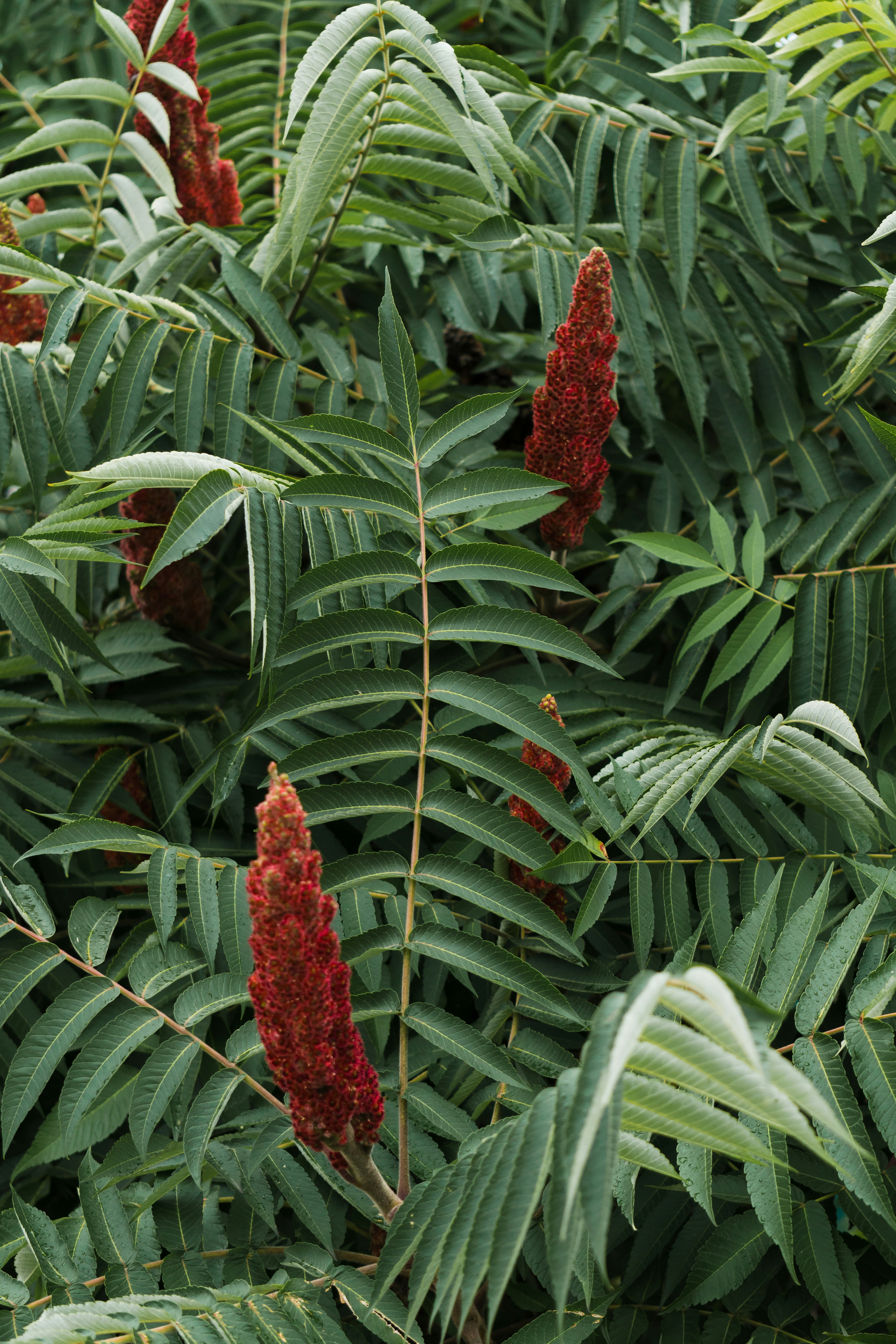 A group of plants with red leaves photo Free Plant Image on Unsplash