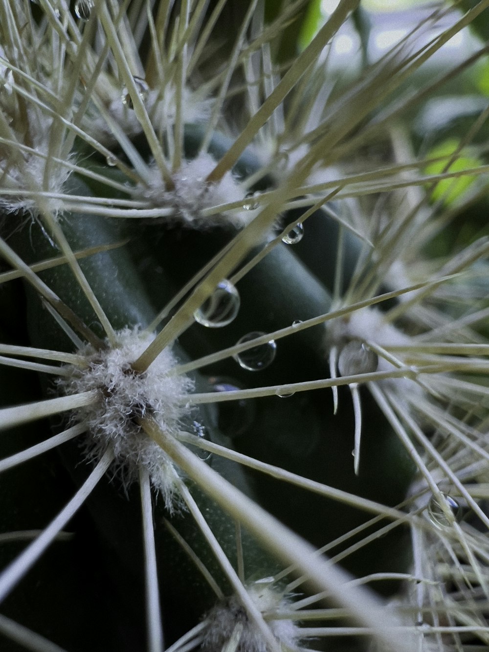 a close up of a dandelion