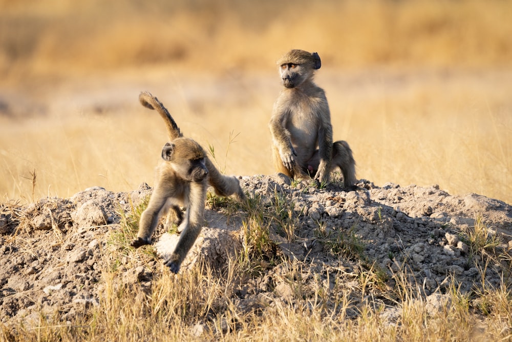 a couple of animals on a rock