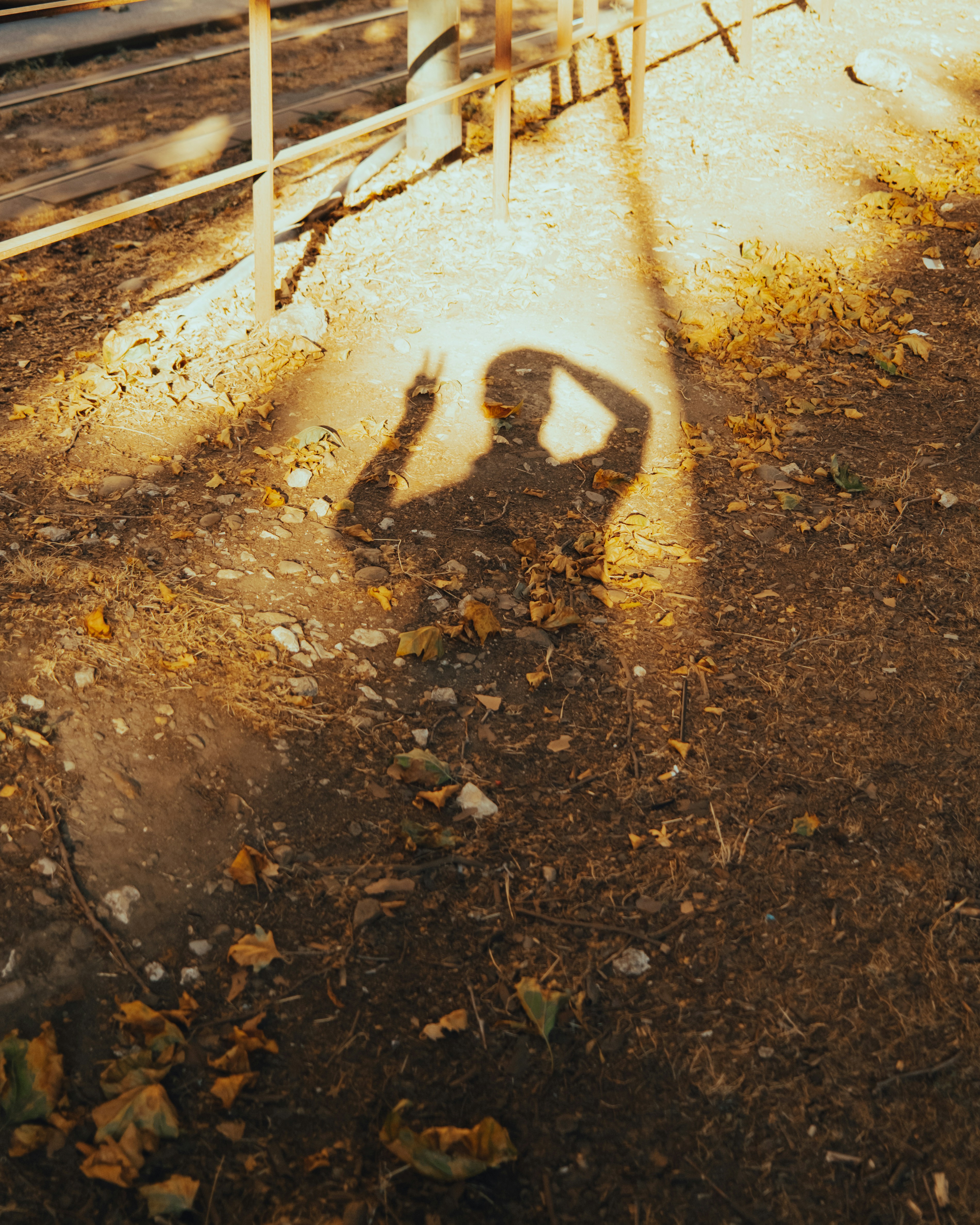 a spider on the ground