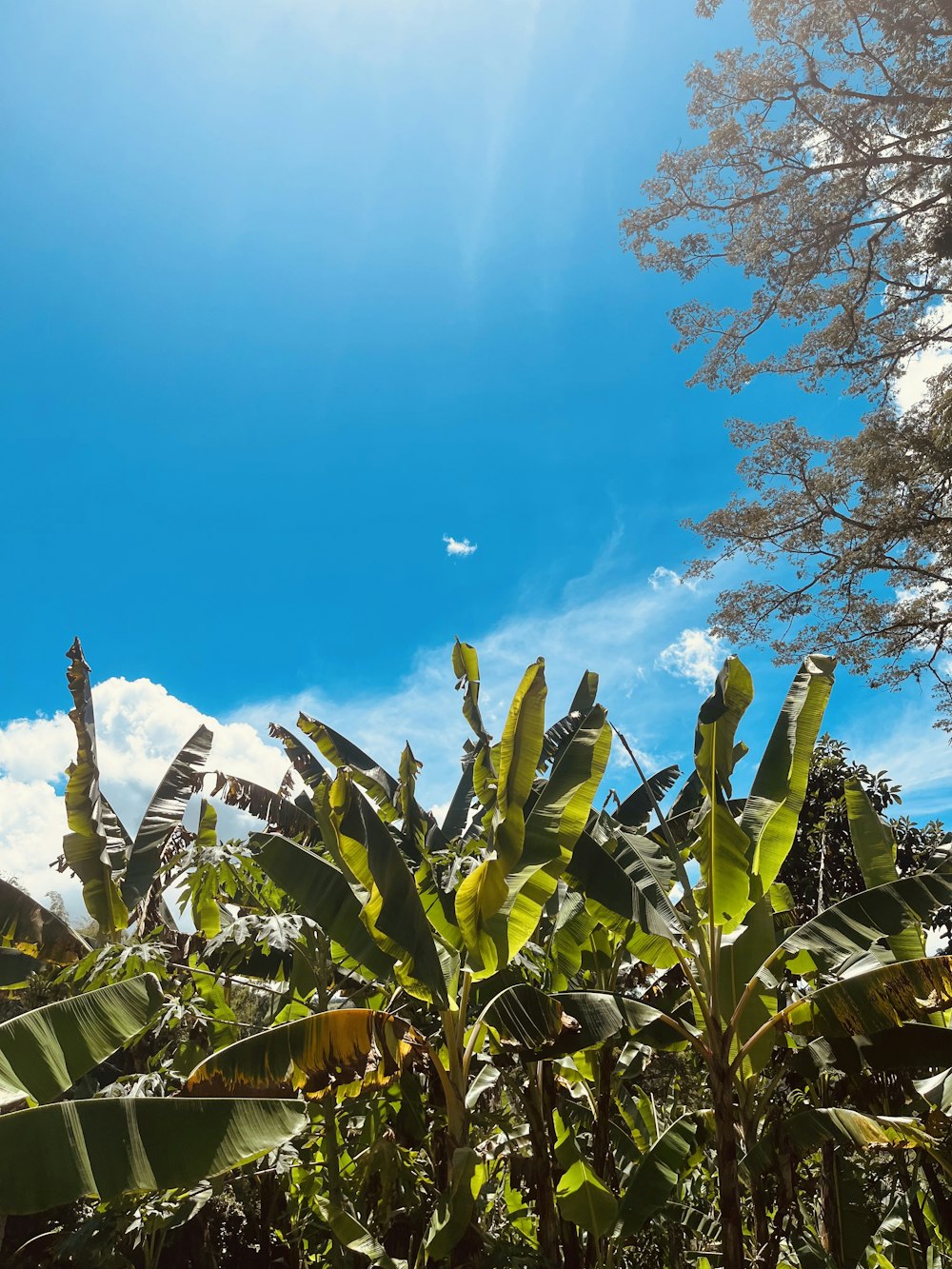 a group of plants with a blue sky in the background