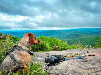 a dog sitting on a rock looking out over a valley with trees and mountains