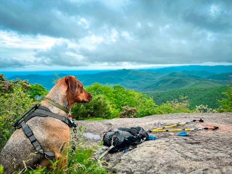 a dog sitting on a rock looking out over a valley with trees and mountains