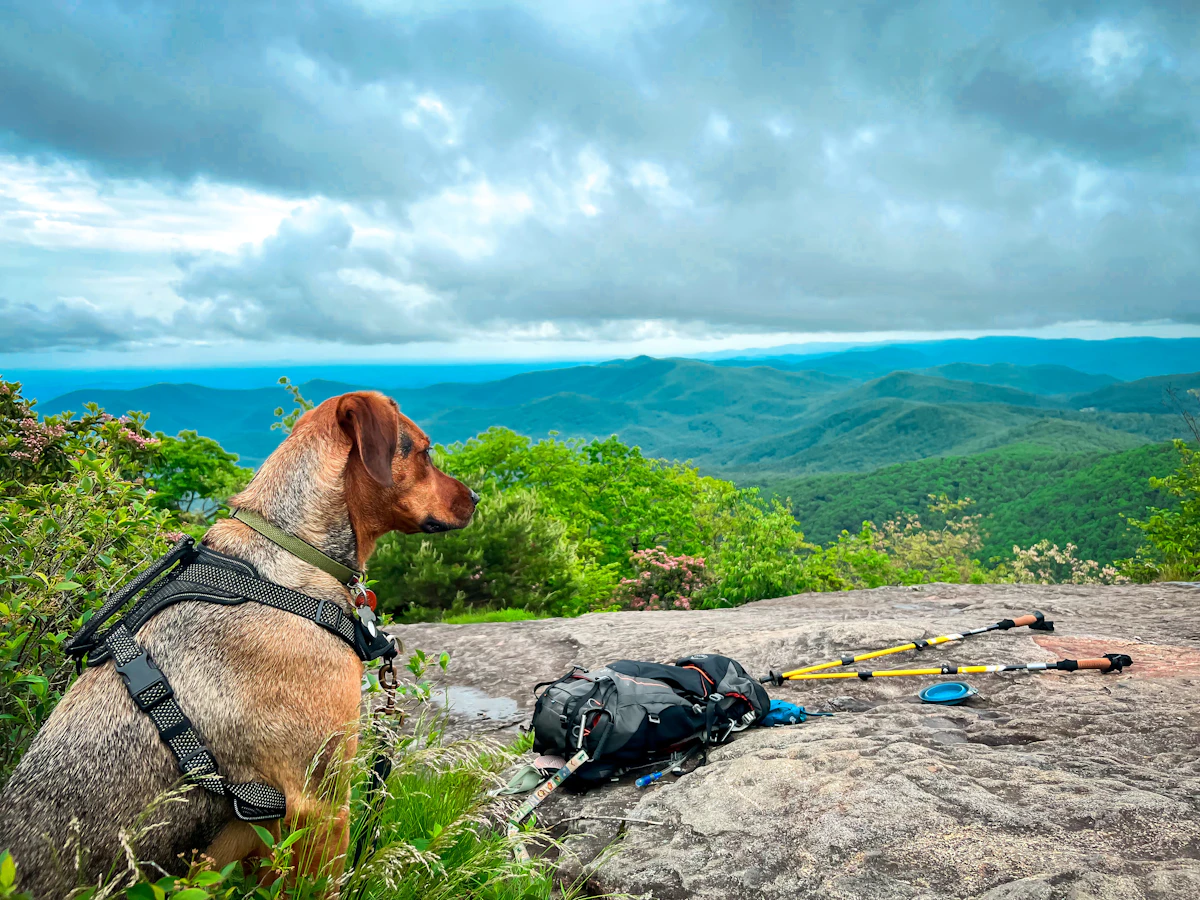 A dog wearing a working harness rests on an outdoor trail beside a backpack of gear