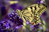 a butterfly on a flower
