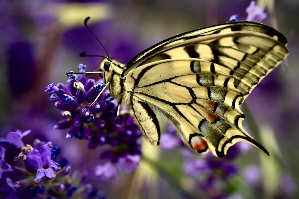 a butterfly on a flower