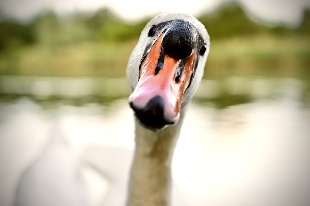 a close up of a duck