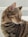 A close-up of a tabby cat with distinctive black and brown stripes looking to the side. The cat's fur is well-groomed and shiny, and its ear stands tall. Its eyes are greenish-yellow, and long whiskers extend from its face.