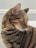 A close-up of a tabby cat with distinctive black and brown stripes looking to the side. The cat's fur is well-groomed and shiny, and its ear stands tall. Its eyes are greenish-yellow, and long whiskers extend from its face.