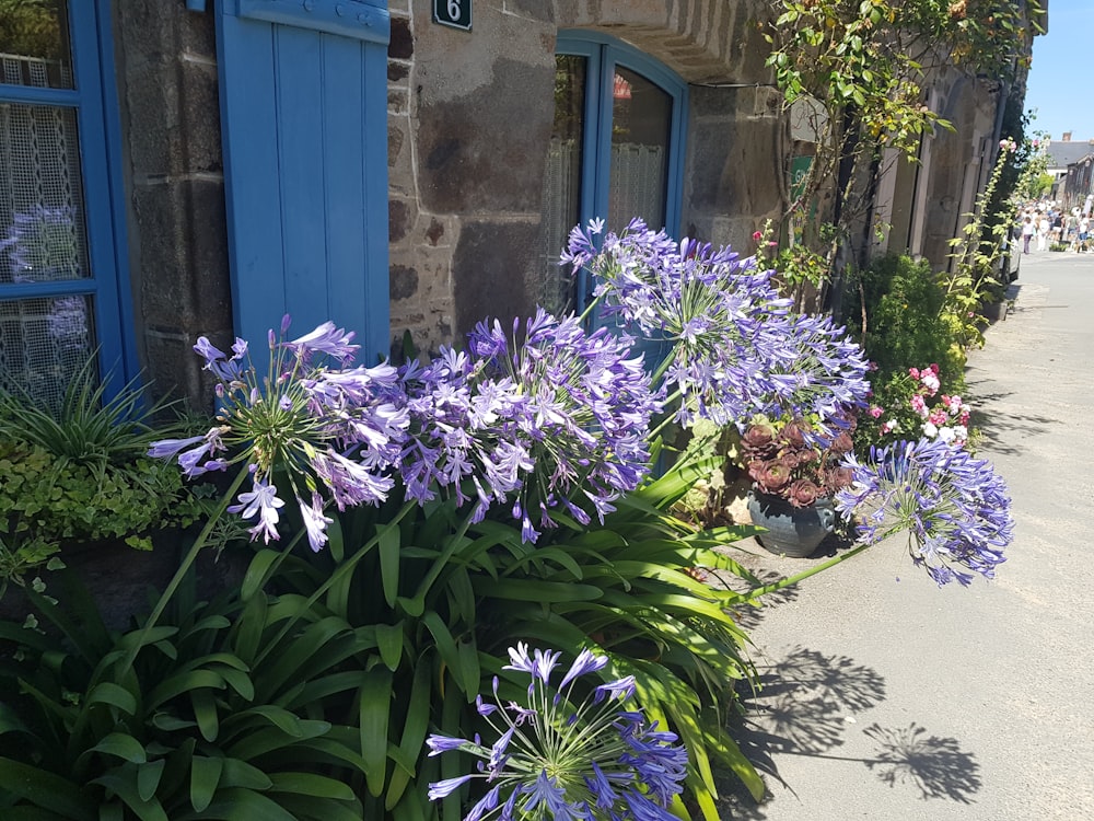 a group of flowers next to a building