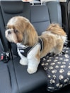 A small, fluffy dog with a white and brown coat is standing on the back seat of a car. The dog is wearing a black harness with a tag that reads 'Vivi'. The seat is covered with a black blanket featuring white paw prints.