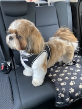 A small, fluffy dog with a white and brown coat is standing on the back seat of a car. The dog is wearing a black harness with a tag that reads 'Vivi'. The seat is covered with a black blanket featuring white paw prints.