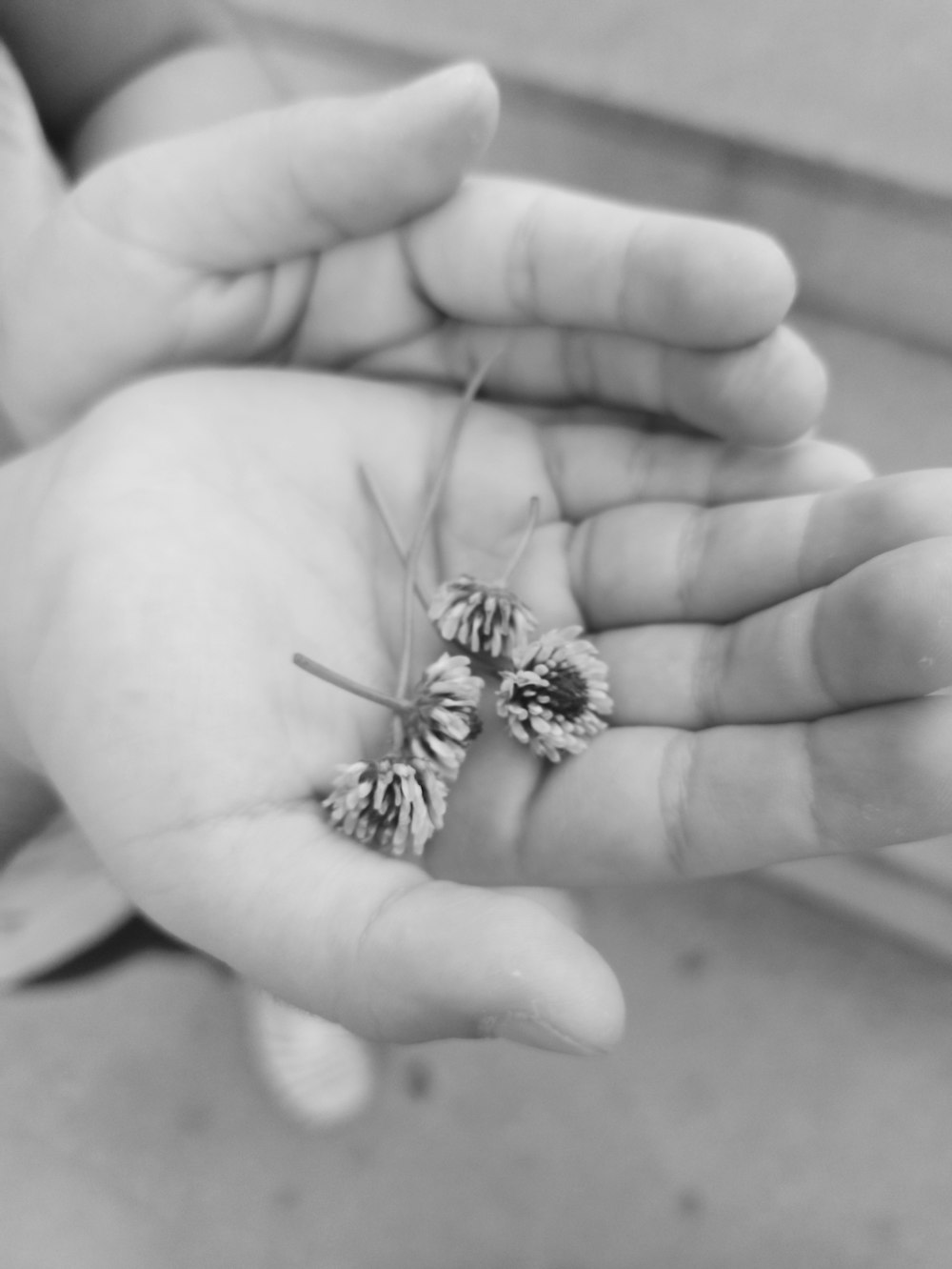 a hand holding a small spider