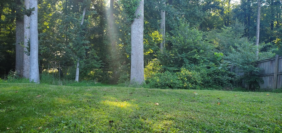 A friendly technician spraying natural cedarwood oil treatment in a sunny family backyard.
