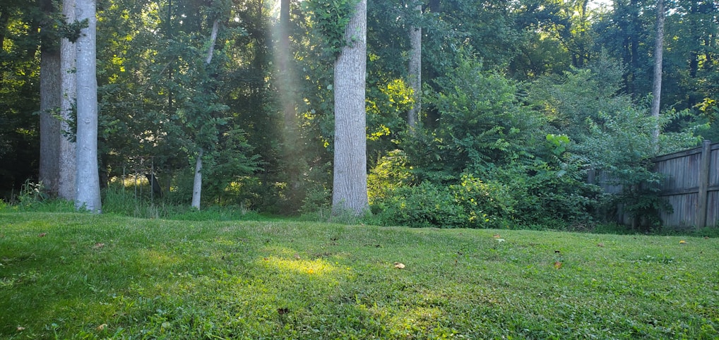 A freshly installed wooden privacy fence surrounding a cozy backyard garden bathed in warm afternoon light.