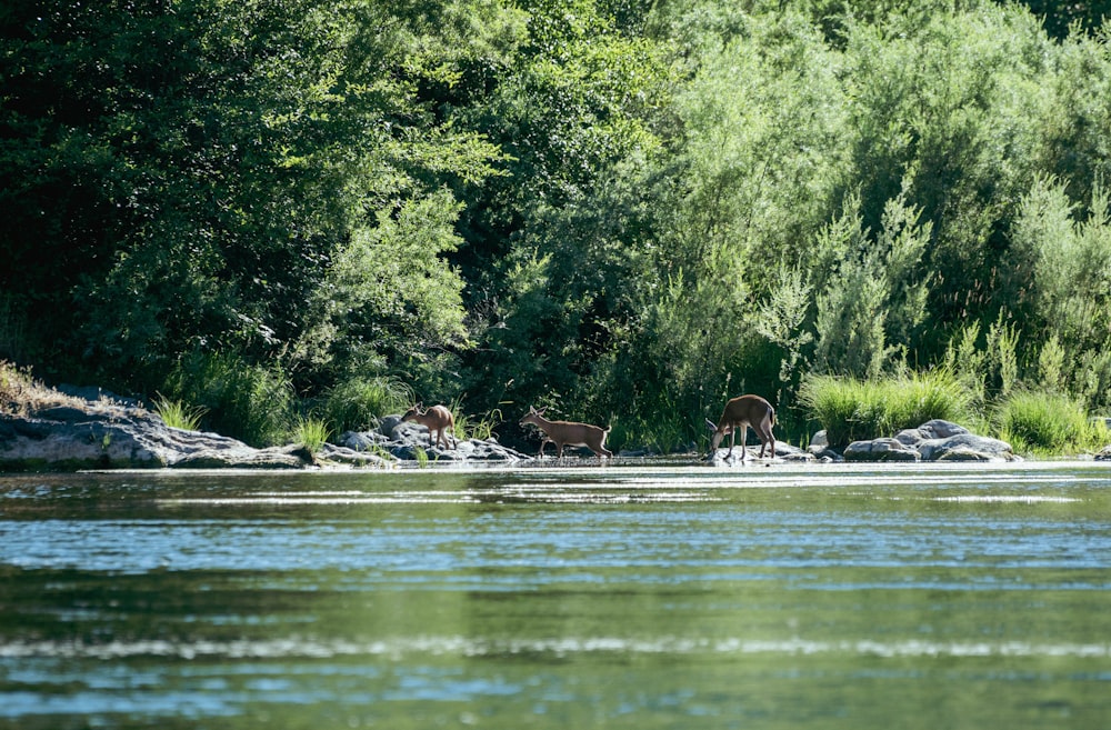 a group of animals stand near a body of water