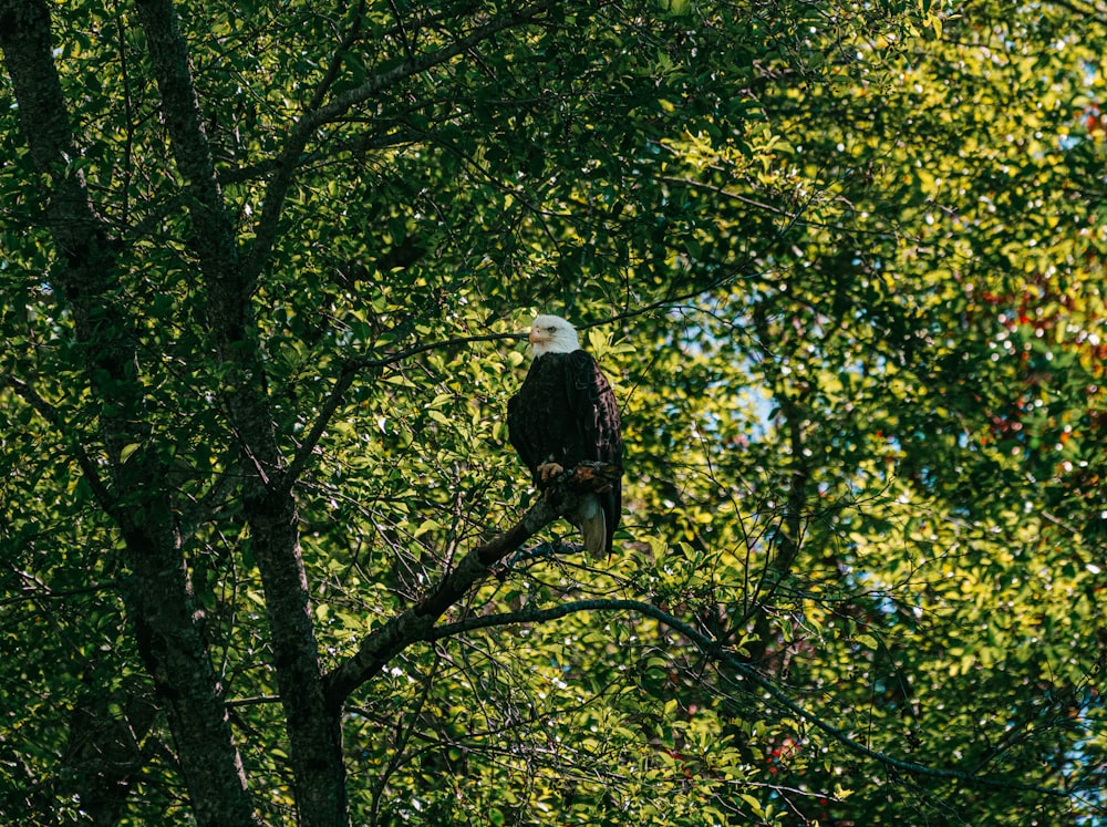 Un águila calva posada en la rama de un árbol