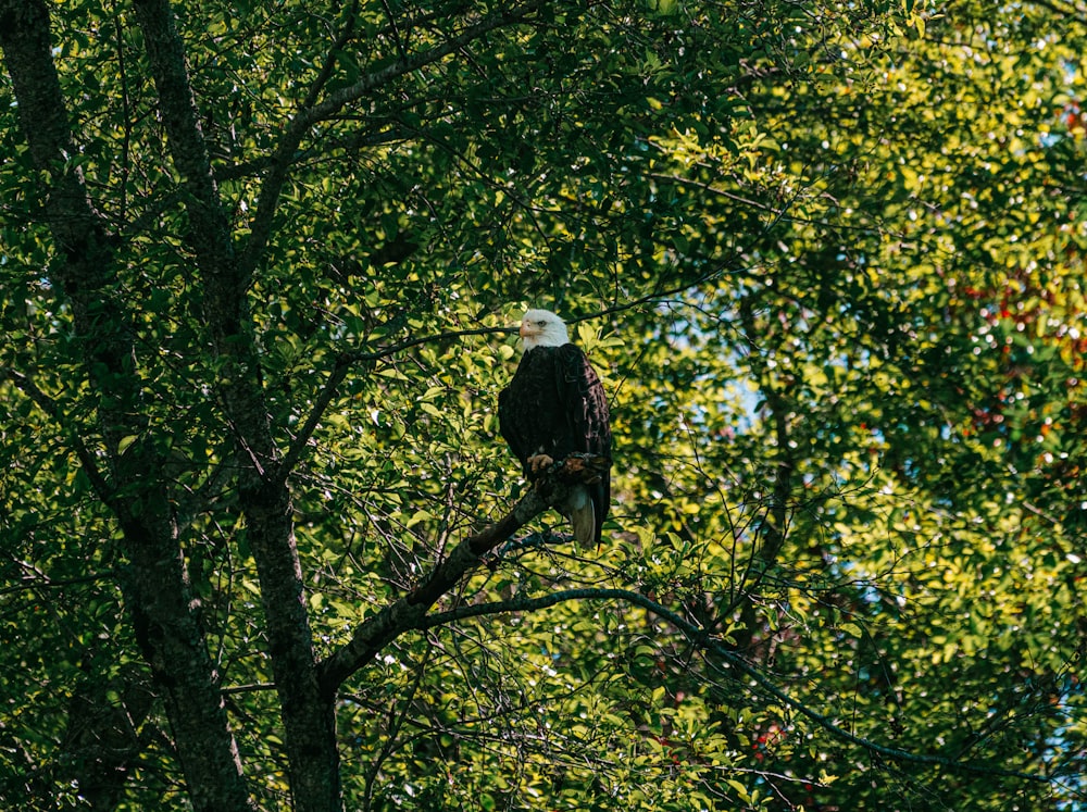 a bald eagle perched on a tree branch