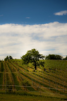 A vast vineyard with neatly arranged rows of grapevines stretches across a gentle hillside. A lone tree stands prominently in the center, casting a shadow on the lush green rows. The sky above is a vivid blue with scattered white clouds, adding a serene backdrop to the pastoral landscape.