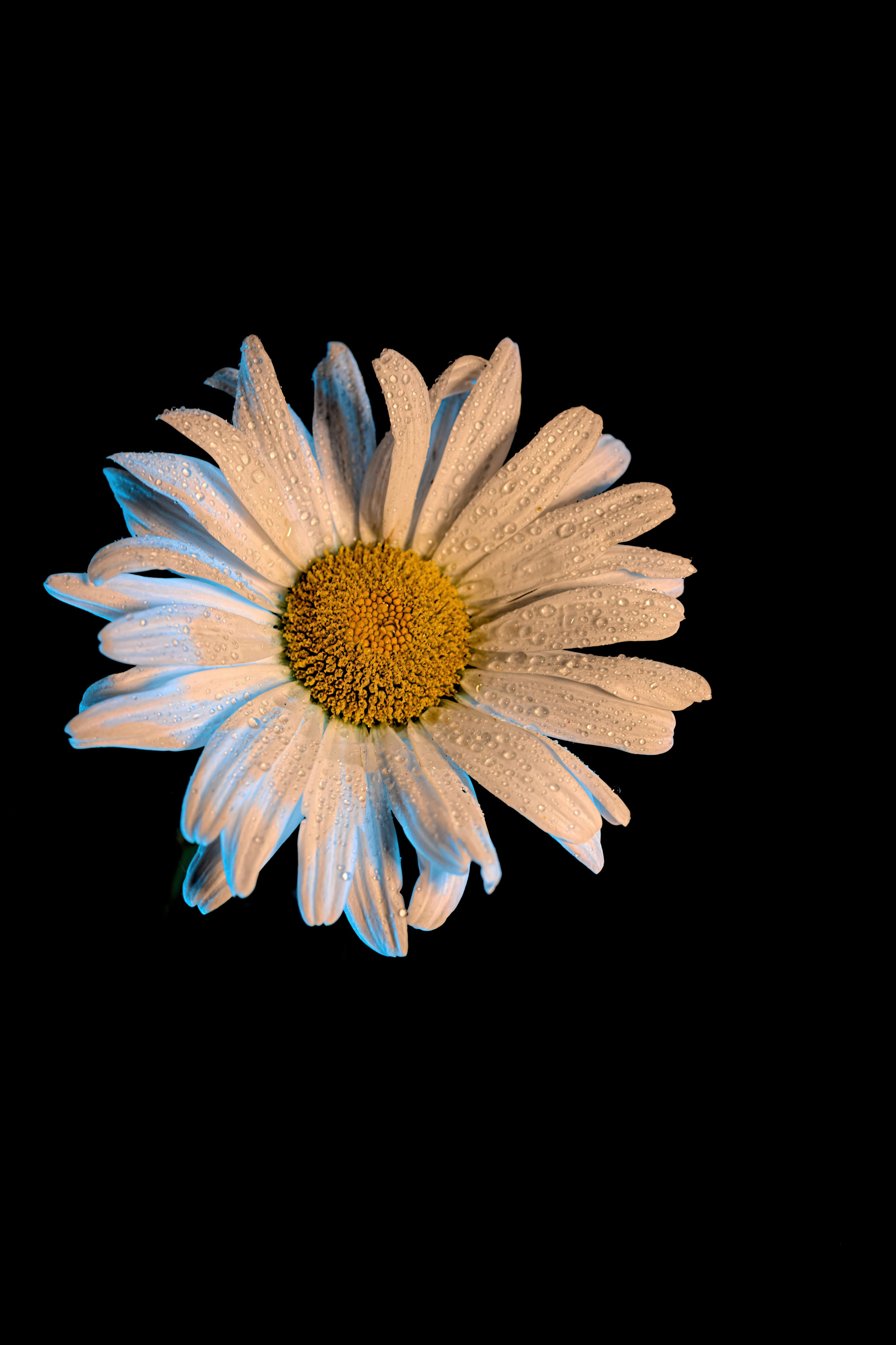 A close up of a flower photo – Free Flower Image on Unsplash