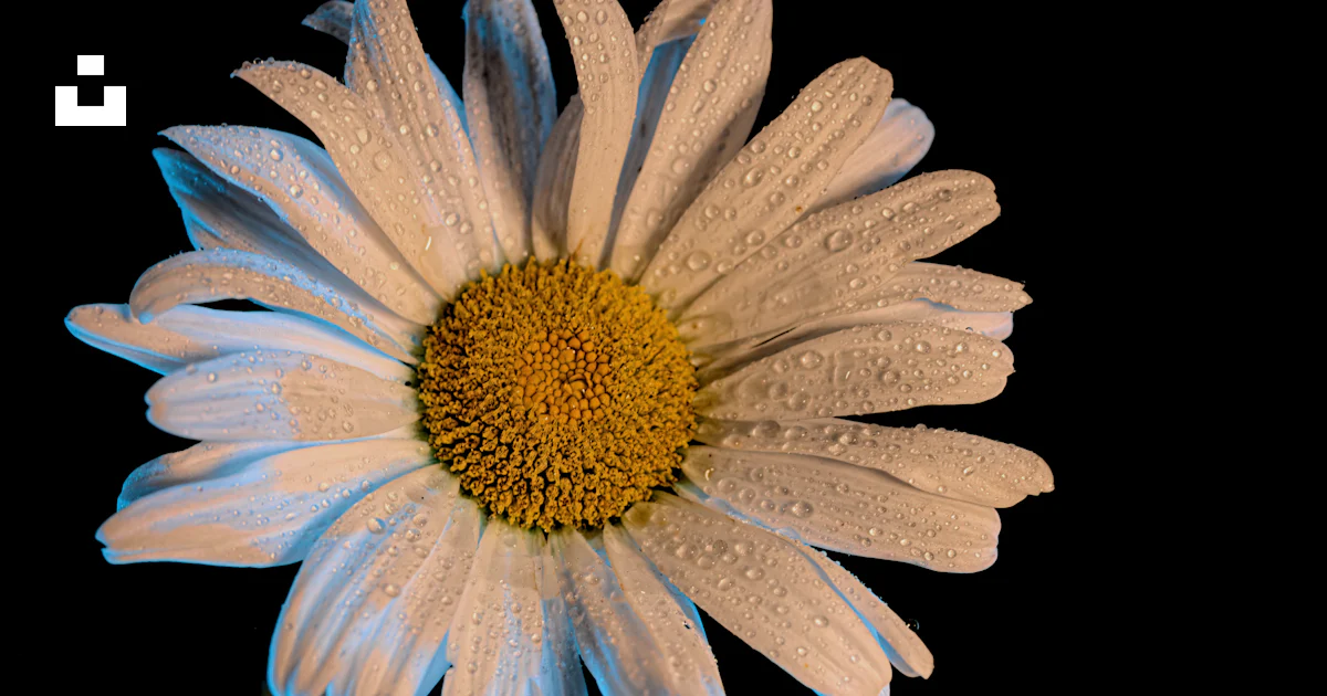 A close up of a flower photo – Free Flower Image on Unsplash