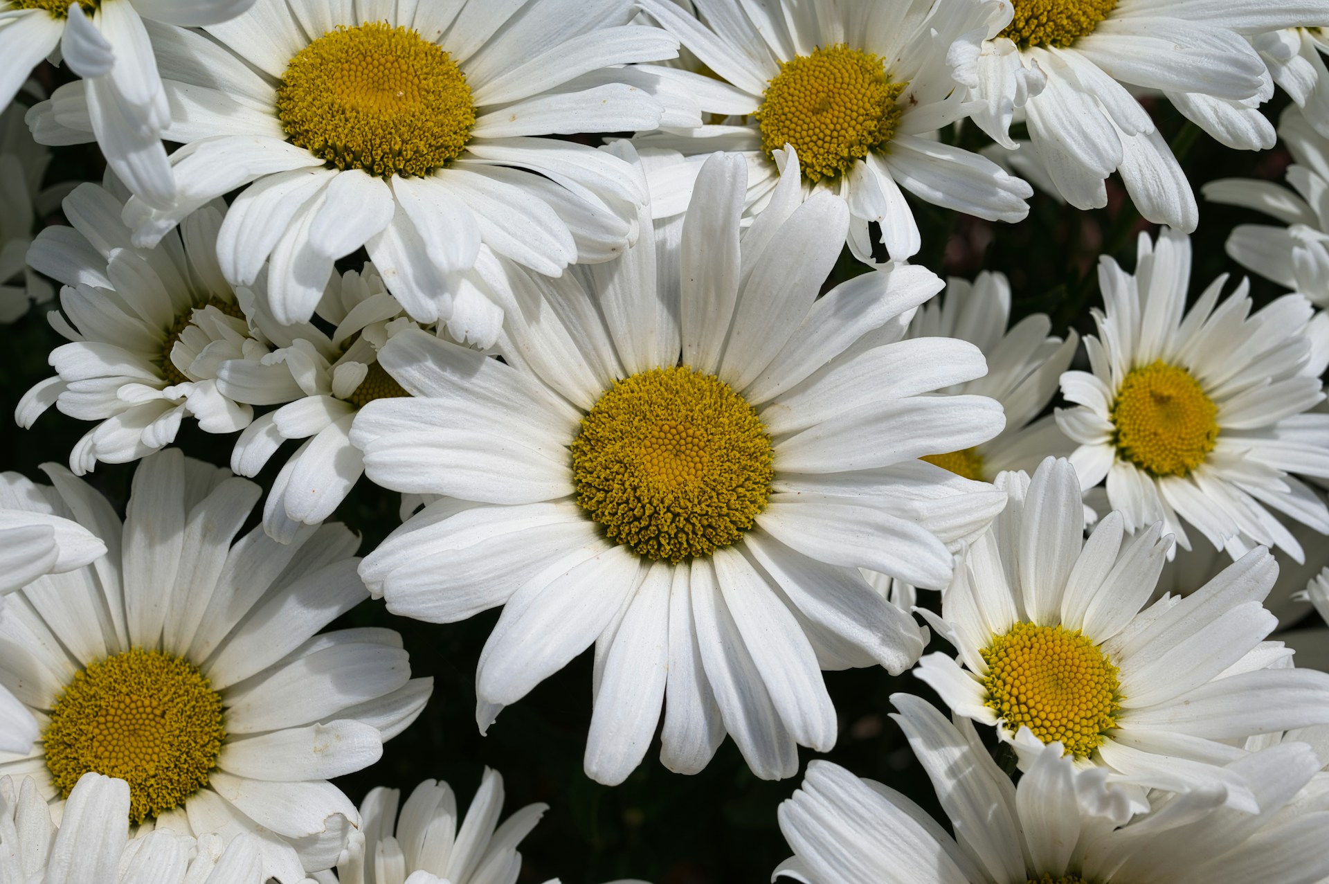 a group of white flowers